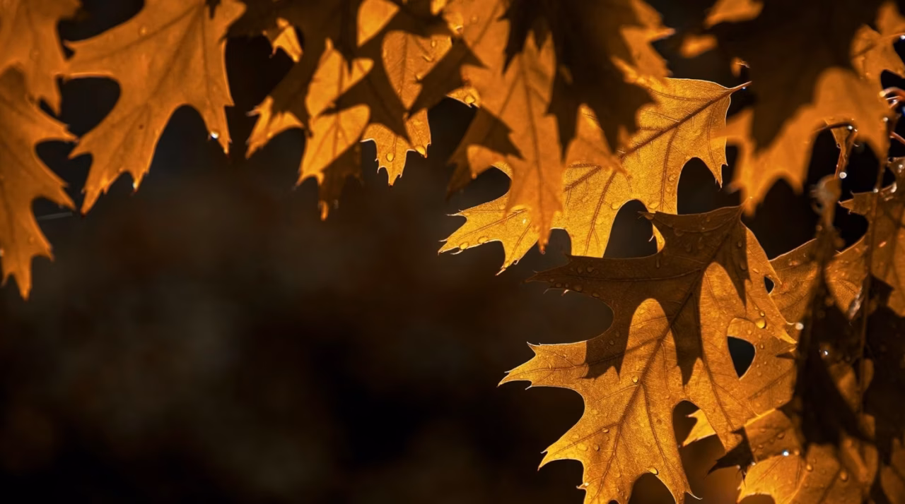 L’automne autour du globe : 6 escapades gourmandes et culturelles au cœur des paysages dorés